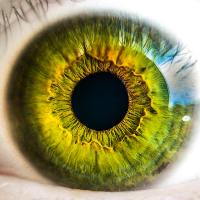 anatomy - biology - close up of an eye